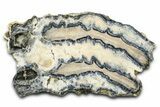 Mammoth Molar Slice With Case - South Carolina #377775-1